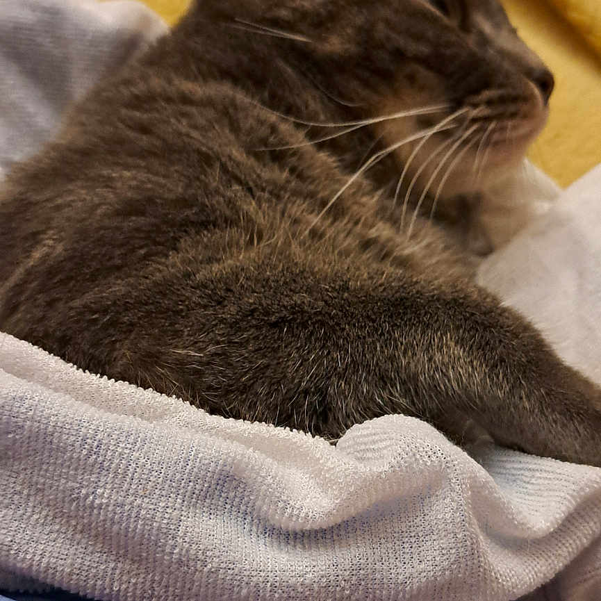 Saphir a rejoint le concours — aidez-le/la à gagner de superbes lots ! animal, bed, blanket, cat, closeup, comfort, cozy, domestic_animal, feline, fur, gray_cat, indoor, pet, relaxed, resting, side_view, sleepy, soft, texture, whiskers