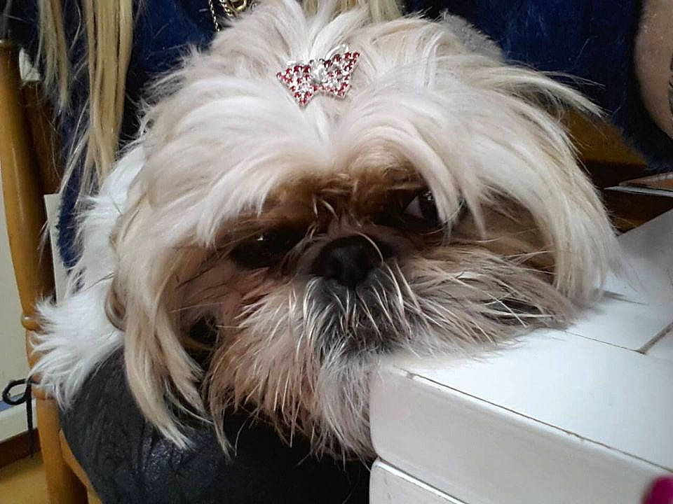 Ixia a rejoint le concours — aidez-le/la à gagner de superbes lots ! carnivore, comfort, companion_dog, dog, dog_breed, dog_supply, fawn, fur, liver, mal_shi, pet_supply, shih_poo, shih_tzu, small_terrier, snout, sporting_group, terrestrial_animal, terrier, toy_dog, working_animal