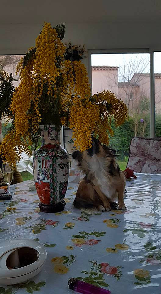 Liloo a rejoint le concours — aidez-le/la à gagner de superbes lots ! art, artificial_flower, barware, cup, drinkware, event, flower, flower_arranging, grass, morning, plant, porcelain, serveware, table, tableware, twig, vase, water, wood, working_animal