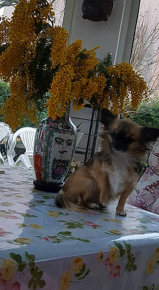 Liloo a rejoint le concours — aidez-le/la à gagner de superbes lots ! artificial_flower, bouquet, carnivore, cat, cut_flowers, fawn, felidae, floristry, flower, flower_arranging, flowerpot, glass, grass, plant, small_to_medium_sized_cats, table, tail, tree, twig, whiskers