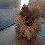 Simba participe au concours pour gagner de l'argent avec cette photo : dog, puppy, pomeranian, fluffy, cute, pet, animal, indoor, couch, furniture, smiling, tongue_out, fur, small_dog, happy, companion, domestic_animal, portrait, sitting, cozy