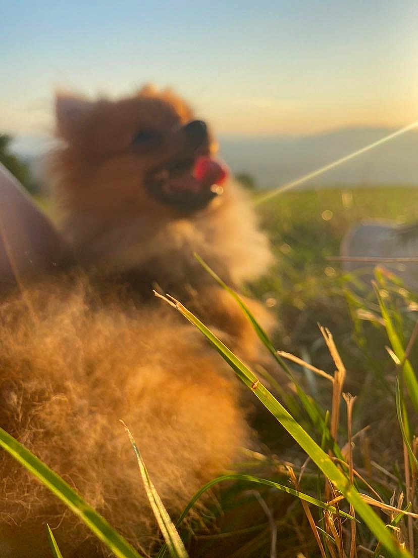 Simba