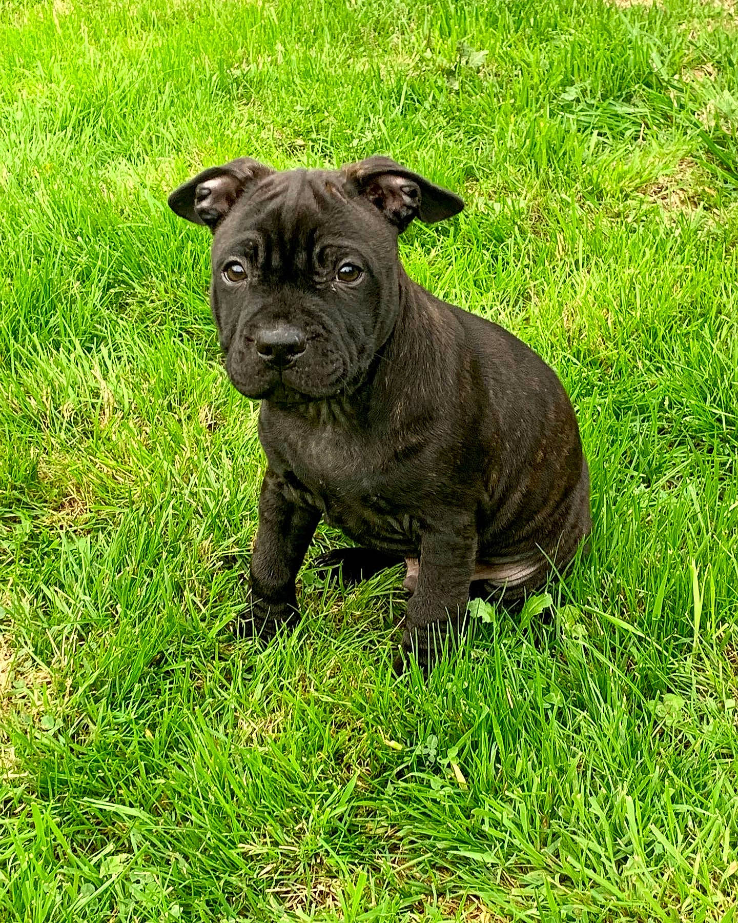 Thanos a rejoint le concours — aidez-le/la à gagner de superbes lots ! ancient_dog_breeds, art, bulldog, canidae, carnivore, companion_dog, dog, dog_breed, fawn, grass, grassland, groundcover, molosser, plant, snout, sporting_group, terrestrial_animal, toy_dog, working_animal, working_dog