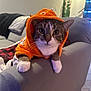 cat, hoodie, orange, pet, indoor, couch, blanket, whiskers, fur, animal, cute, eyes, paws, cozy, living_room, feline, domestic, curious, soft_lighting, relaxed