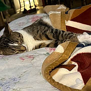 Pooh is registered to the contest to win money with this photo: cat, sleeping, bed, blanket, tabby, indoor, cozy, fur, resting, pet, animal, white, brown, striped, domestic, quiet, relaxation, comfort, paw, closeup