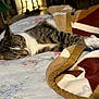 cat, sleeping, bed, blanket, tabby, indoor, cozy, fur, resting, pet, animal, white, brown, striped, domestic, quiet, relaxation, comfort, paw, closeup