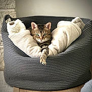 Tigger joined the competition — help win amazing prizes! cat, tabby, pet, animal, basket, blanket, cozy, indoor, feline, relaxed, paw, fur, green_eyes, home, comfort, resting, cute, soft, warm, domestic