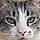 Catounet