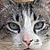 Catounet