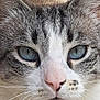 animal, blue_eyes, calm, cat, close_up, eyes, face, feline, fur, gray, mammal, nose, outdoor, pet, pink_nose, portrait, resting, tabby, whiskers, white