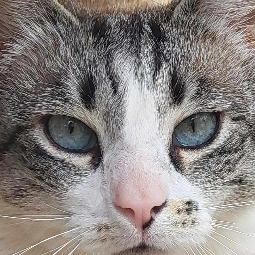 Catounet participe au concours pour gagner de l'argent avec cette photo : animal, blue_eyes, calm, cat, close_up, eyes, face, feline, fur, gray, mammal, nose, outdoor, pet, pink_nose, portrait, resting, tabby, whiskers, white