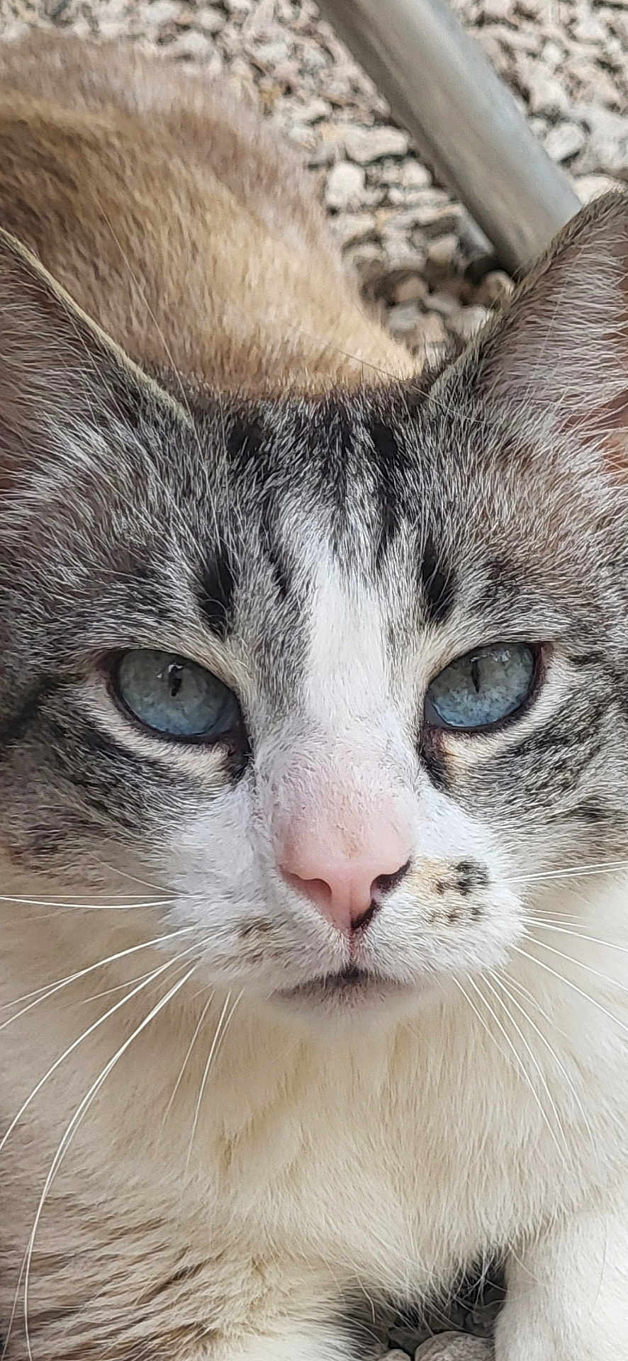 Catounet participe au concours pour gagner de l'argent avec cette photo : animal, blue_eyes, calm, cat, close_up, eyes, face, feline, fur, gray, mammal, nose, outdoor, pet, pink_nose, portrait, resting, tabby, whiskers, white