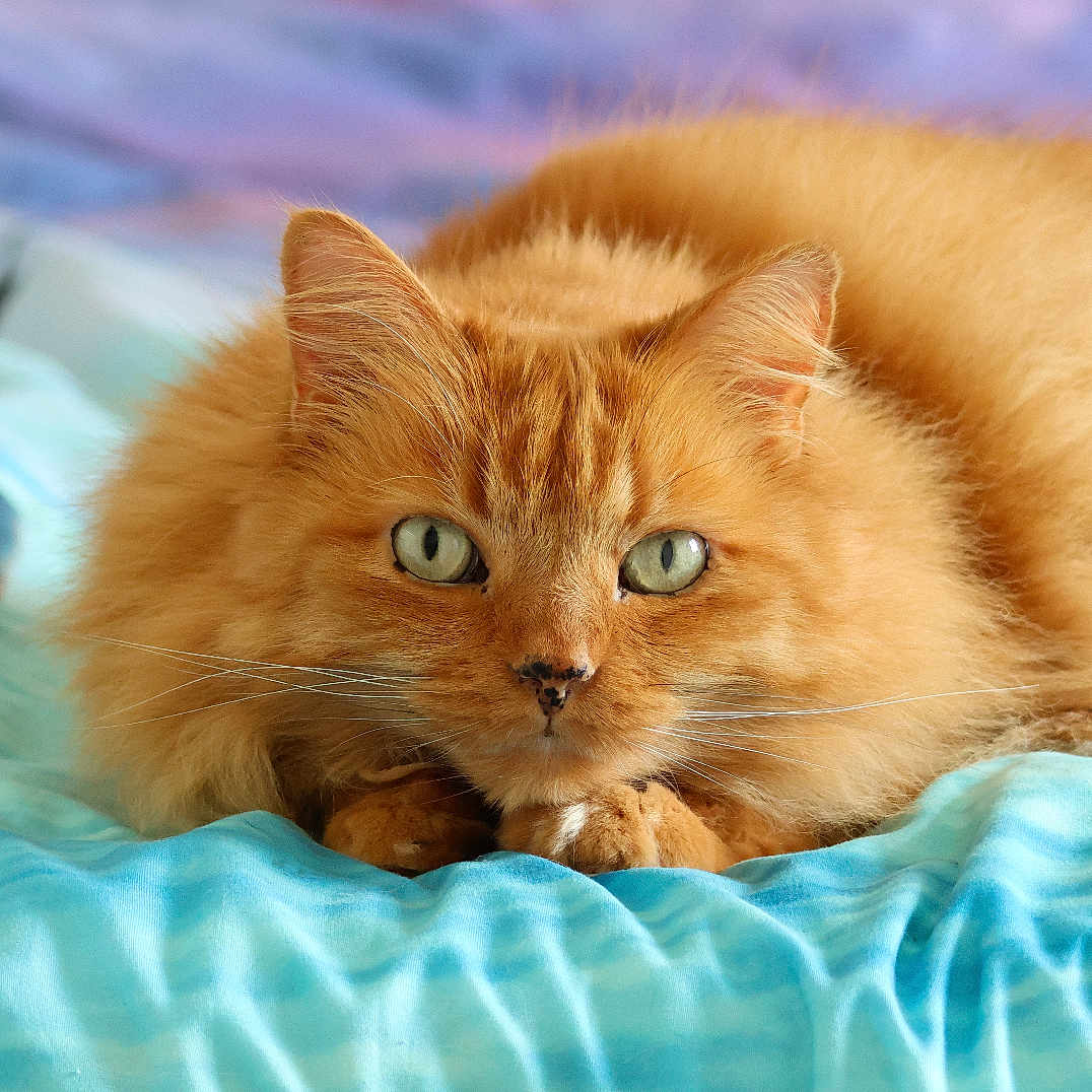 Hercule