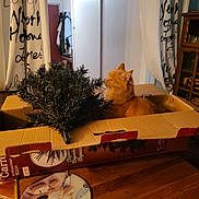 Hercule participe au concours pour gagner de l'argent avec cette photo : cat, orange_cat, cardboard_box, artificial_tree, indoor, curtains, wooden_table, cabinet, glassware, furniture, cozy, pet, curious, home, decor, tabletop, domestic, animal, sitting, box