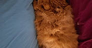 Hercule a rejoint le concours — aidez-le/la à gagner de superbes lots ! cat, orange_cat, fluffy, sleeping, bed, pillow, blanket, cozy, indoor, pet, fur, relaxed, cute, animal, resting, soft, comfort, domestic, feline, cuddly