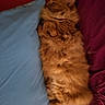 cat, orange_cat, fluffy, sleeping, bed, pillow, blanket, cozy, indoor, pet, fur, relaxed, cute, animal, resting, soft, comfort, domestic, feline, cuddly