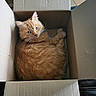 Hercule a rejoint le concours — aidez-le/la à gagner de superbes lots ! cat, orange_cat, blue_eyes, cardboard_box, pet, feline, indoor, cozy, fur, animal, cute, relaxed, looking_up, box, home, tiled_floor, curled_up, whiskers, ears, paw