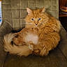 Hercule a rejoint le concours — aidez-le/la à gagner de superbes lots ! cat, orange_cat, fluffy_cat, feline, pet, indoor, chair, furniture, relaxed, looking_at_camera, animal, whiskers, tail, ears, sitting, cozy, home, shelf, basket, domestic