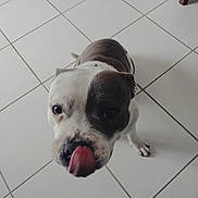 Thanos a rejoint le concours — aidez-le/la à gagner de superbes lots ! adorable, animal, black, canine, closeup, companion, cute, dog, floor, friendly, indoor, lookingup, mischievous, paw, pet, playful, tile, tongue, white, young