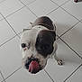 Thanos a rejoint le concours — aidez-le/la à gagner de superbes lots ! adorable, animal, black, canine, closeup, companion, cute, dog, floor, friendly, indoor, lookingup, mischievous, paw, pet, playful, tile, tongue, white, young