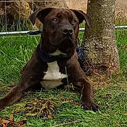 Speedy participe au concours pour gagner de l'argent avec cette photo : dog, brown_dog, white_chest, bandana, grass, tree, outdoor, pet, animal, lying_down, nature, canine, fur, ears, snout, collar, daylight, muzzle, watchful, relaxed