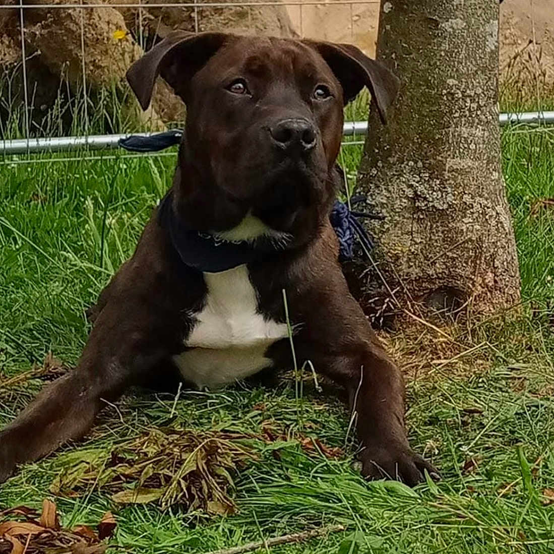Speedy participe au concours pour gagner de l'argent avec cette photo : animal, bandana, brown_dog, canine, collar, daylight, dog, ears, fur, grass, lying_down, muzzle, nature, outdoor, pet, relaxed, snout, tree, watchful, white_chest