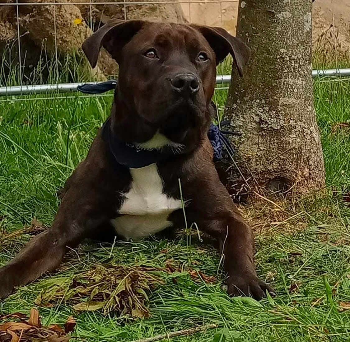 Speedy participe au concours pour gagner de l'argent avec cette photo : dog, brown_dog, white_chest, bandana, grass, tree, outdoor, pet, animal, lying_down, nature, canine, fur, ears, snout, collar, daylight, muzzle, watchful, relaxed