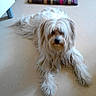 Fanny a rejoint le concours — aidez-le/la à gagner de superbes lots ! australian_silky_terrier, canidae, carnivore, catalan_sheepdog, companion_dog, dog, dog_breed, havanese, kyi_leo, lowchen, maltepoo, maltese, mammal, non_sporting_group, rare_breed_dog, sapsali, terrier, tibetan_terrier, toy_dog, vertebrate
