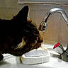 Prunelle participe au concours pour gagner de l'argent avec cette photo : black_cat, carnivore, cat, domestic_short_haired_cat, felidae, kitten, plumbing_fixture, sink, small_to_medium_sized_cats, tail, tap, whiskers