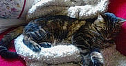 Prunelle a rejoint le concours — aidez-le/la à gagner de superbes lots ! carnivore, cat, claw, domestic_short_haired_cat, dragon_li, european_shorthair, felidae, fur, german_rex, kitten, nap, norwegian_forest_cat, paw, pixie_bob, sleep, small_to_medium_sized_cats, tabby_cat, whiskers