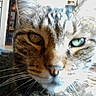 Prunelle participe au concours pour gagner de l'argent avec cette photo : aegean_cat, american_shorthair, american_wirehair, asian, australian_mist, bengal, carnivore, cat, close_up, domestic_short_haired_cat, dragon_li, european_shorthair, eye, felidae, mammal, nose, small_to_medium_sized_cats, snout, tabby_cat, whiskers