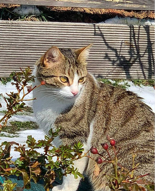 Poutchi participe au concours pour gagner de l'argent avec cette photo : art, carnivore, cat, collar, domestic_short_haired_cat, fawn, felidae, fur, grass, mammal, paw, pet_supply, plant, small_to_medium_sized_cats, snout, tail, terrestrial_animal, tree, twig, whiskers