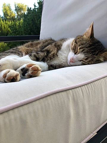 Poutchi a rejoint le concours — aidez-le/la à gagner de superbes lots ! carnivore, cat, comfort, domestic_short_haired_cat, felidae, fur, grass, linens, mammal, nap, sleep, small_to_medium_sized_cats, snout, tail, tree, vertebrate, whiskers, wildlife, window, wood