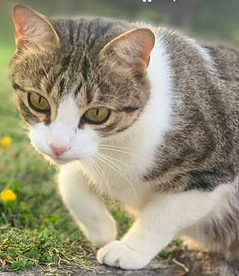 Poutchi participe au concours pour gagner de l'argent avec cette photo : carnivore, cat, collar, domestic_short_haired_cat, felidae, fur, grass, paw, photo_caption, plant, small_to_medium_sized_cats, snout, tail, terrestrial_animal, whiskers, wildlife