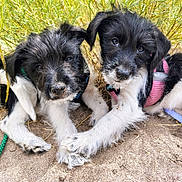 Koda And Shelby joined the competition — help win amazing prizes! puppy, dog, black_and_white, sand, plants, outdoor, cute, pet, animal, fur, paw, nature, young, collar, leash, resting, closeup, playful, two_animals, companions