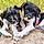 Koda And Shelby