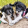 animal, black_and_white, closeup, collar, companions, cute, dog, fur, leash, nature, outdoor, paw, pet, plants, playful, puppy, resting, sand, two_animals, young
