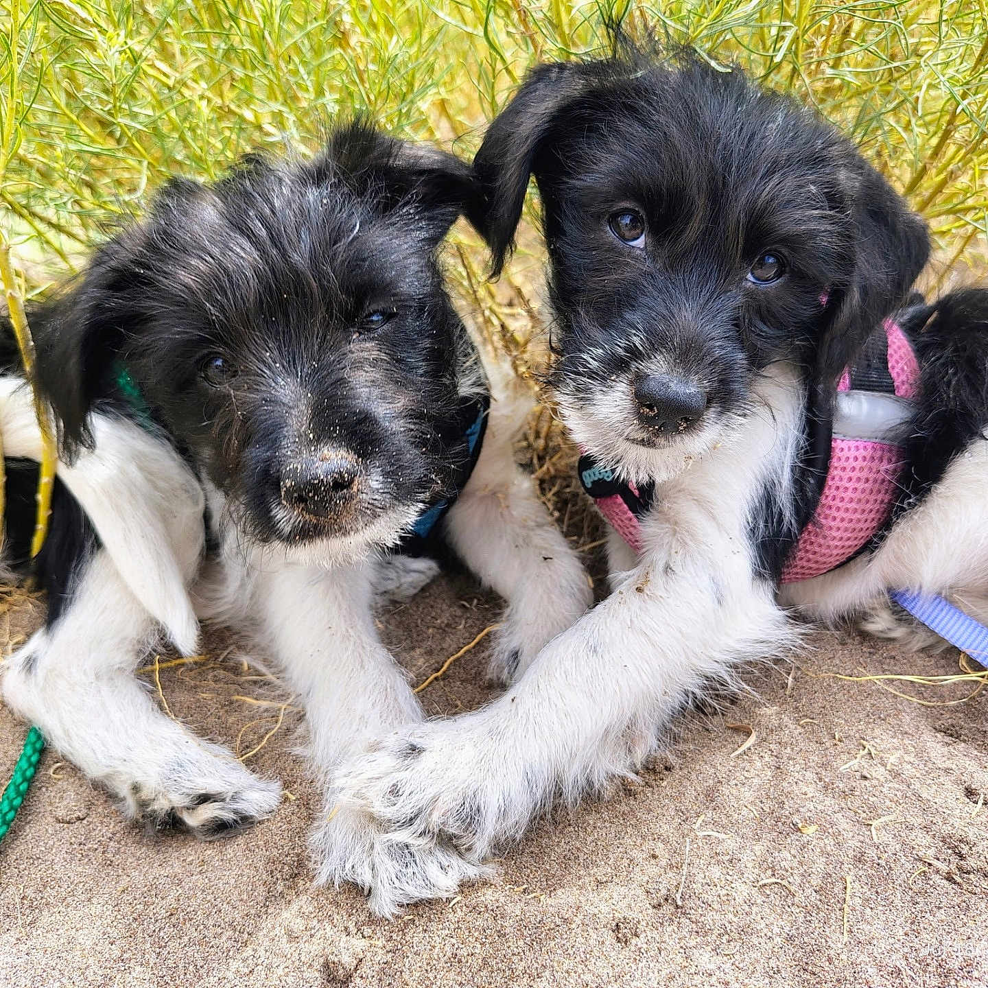 Koda And Shelby