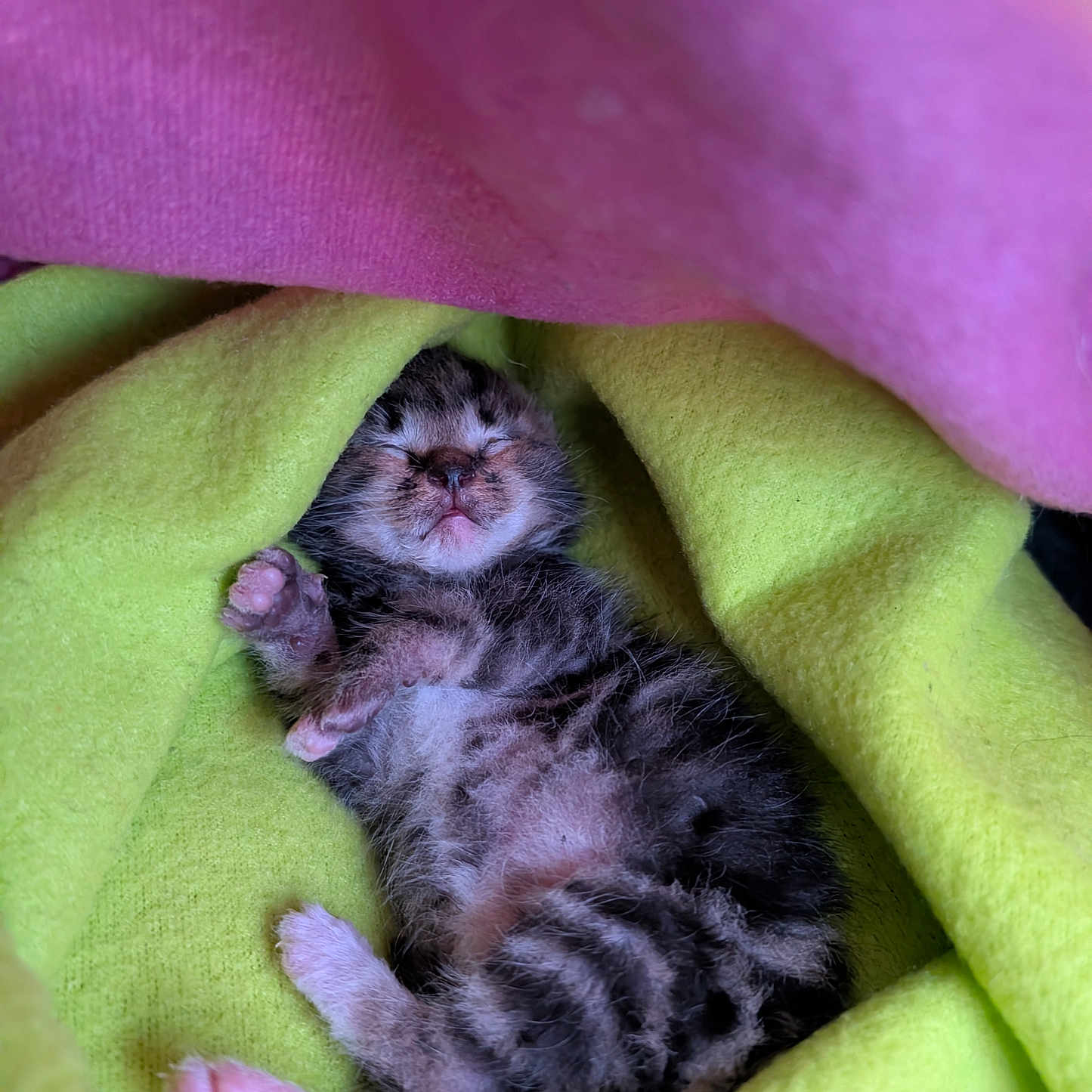 Bidule a rejoint le concours — aidez-le/la à gagner de superbes lots ! kitten, newborn, sleeping, paw, fur, blanket, pink, green, cozy, cute, animal, pet, tiny, tabby, soft, resting, closeup, comfort, fur_pattern, nestled