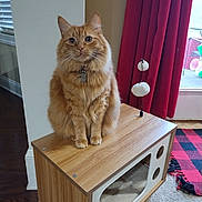 Meeko joined the competition — help win amazing prizes! cat, orange_tabby, indoor, wooden_cat_house, pet_toy, red_curtain, window, carpet, furniture, floor, curtain, plush, feline, domestic_cat, sitting, pet, cozy, home, cute, animal