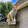 Dobby participe au concours pour gagner de l'argent avec cette photo : cat, orange_and_white, animal, pet, outdoor, concrete_wall, ledge, tree, greenery, blue_sky, daylight, sunlight, feline, whiskers, ears, fur, sitting, nature, portrait, curious