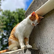 Dobby participe au concours pour gagner de l'argent avec cette photo : cat, orange_and_white, perched, concrete_ledge, outdoor, sunlight, closed_eyes, peaceful, feline, nature, blue_sky, green_foliage, wall, pet, animal, whiskers, paw, fur, daytime, calm