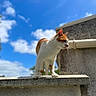 Dobby participe au concours pour gagner de l'argent avec cette photo : cat, orange_and_white, concrete, ledge, outdoor, blue_sky, clouds, sunlight, animal, pet, whiskers, ears, curious, standing, daylight, nature, feline, fur, side_view, alert