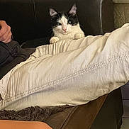 Arcane participe au concours pour gagner de l'argent avec cette photo : animal, black_and_white, cat, couch, cozy, curious, domestic, fur, furniture, home, indoor, living_room, pants, paw, person, pet, relaxing, resting, seated, whiskers