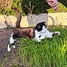 animal, black_and_white_cat, cat, curious, feline, garden, grass, greenery, ground, hand, leaves, nature, outdoor, paw, person, pet, plant, playful, shadow, sunlight