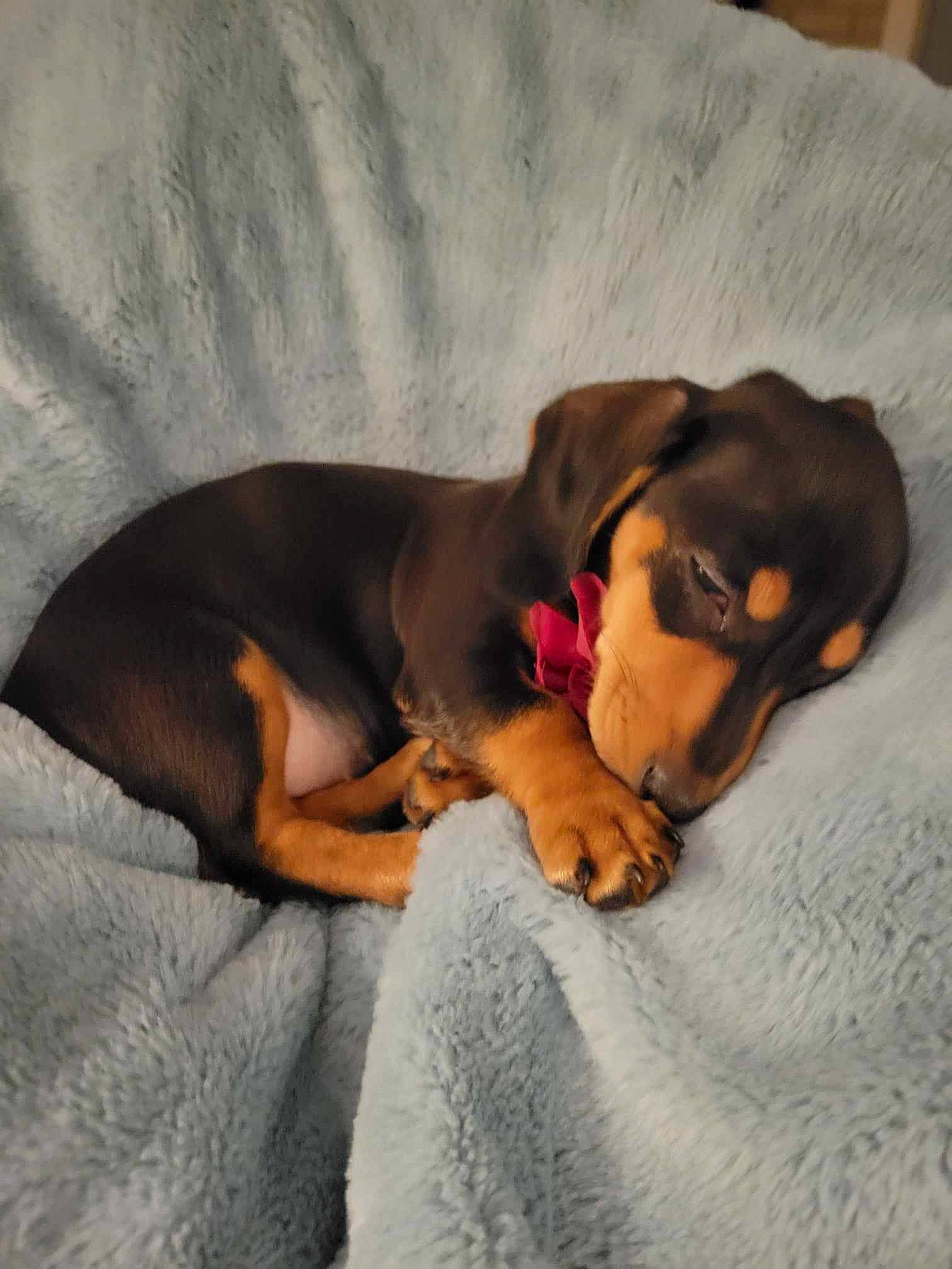 Olive is registered to the contest to win money with this photo: canidae, carnivore, comfort, companion_dog, dobermann, dog, dog_breed, ear, fawn, grey, guard_dog, hound, liver, paw, pinscher, scent_hound, snout, sporting_group, vertebrate, working_animal