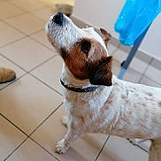 Titus participe au concours pour gagner de l'argent avec cette photo : dog, pet, indoor, curious, white_coat, brown_coat, floor_tiles, collar, looking_up, animal, mammal, small_dog, domestic_animal, blurred_background, household, floor, paws, ears, snout, companion