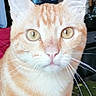 Ulysse a rejoint le concours — aidez-le/la à gagner de superbes lots ! cat, orange_tabby, indoor, close_up, pet, animal, whiskers, ears, eyes, feline, curious, domestic_cat, fur, face, portrait, kitchen, refrigerator, magnets, background, household