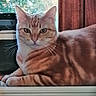 animal, cat, closeup, cozy, ears, feline, fur, greenery, indoor, looking, nature, orange_tabby, pet, portrait, resting, sunlight, whiskers, window, windowsill, wood