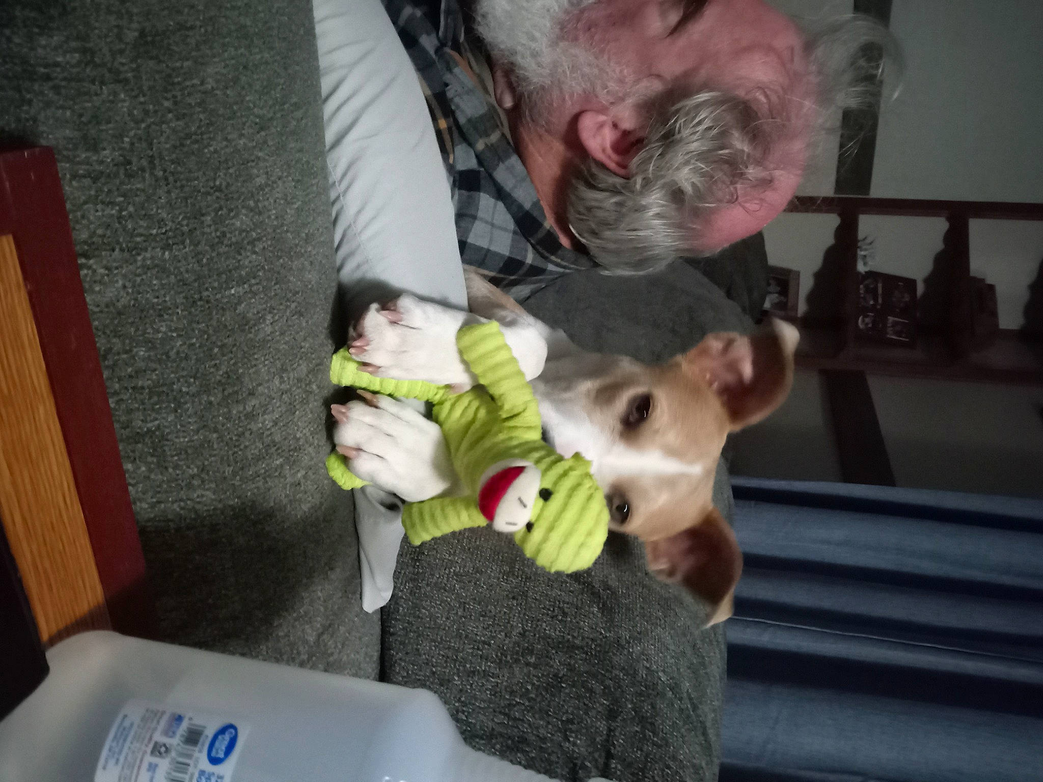 Lizzy is registered to the contest to win money with this photo: beard, canidae, carnivore, child, companion_dog, dog, dog_breed, fawn, felidae, fun, fur, lap, small_to_medium_sized_cats, sporting_group, stuffed_toy, tail, toy, toy_dog, watch, working_animal